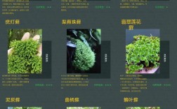 苔藓人工繁殖技术如何高效实现？