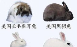 兔繁殖最快品种是哪一种？