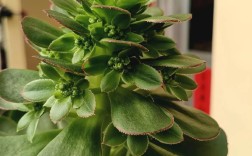 最大型莲花掌品种是哪个？