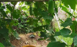 露天南瓜怎么种才高产？