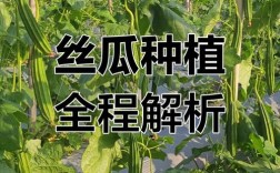 种丝瓜赚钱吗？技术要点和利润多少？