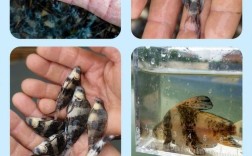 河南胭脂鱼苗养殖技术