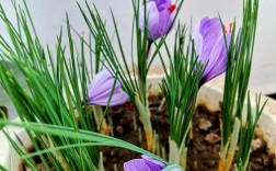 西红花人工室内种植技术如何实现高效栽培？