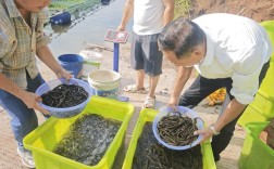 黄鳝养殖技术图片，如何看懂关键点？