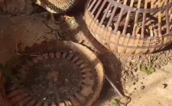 中华鹧鸪人工养殖技术难点有哪些？