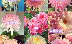 菊花品种颜色有何独特特点？