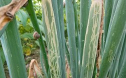 大葱病虫害怎么防治？种植技术要点有哪些？