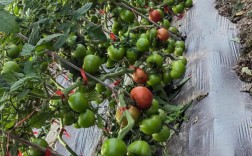 大棚番茄种植技术视频，如何高效种植？