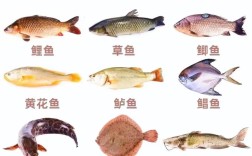 常见海水养殖鱼类有哪些品种？