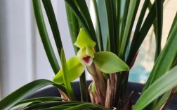 春兰最便宜品种是哪个？