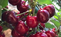 樱桃品种哪家强？