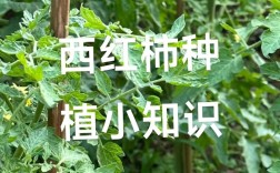 西红柿种植有哪些基本技术要点？