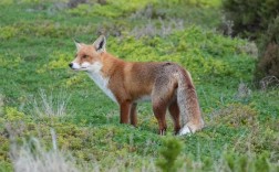 已知野生狐狸有多少品种