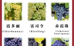 优质高档葡萄有哪些品种？