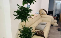 幸福树到底有几个品种？快来看看图片认识一下吧！