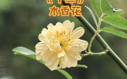 木香花哪个品种花期最长？