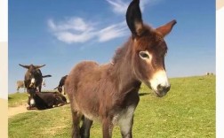 湖北驴的品种有哪些？