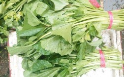 抗寒的蔬菜有哪些品种