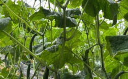 大棚黄瓜种植视频，关键技术要点有哪些？
