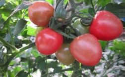 哪些蔬果最适合无土栽培？