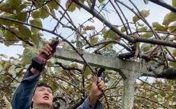 猕猴桃树剪枝何时最佳？技术要点有哪些？