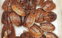 金钱龟品种价格差异有多大？