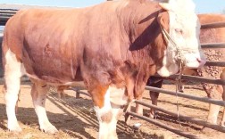 肉牛品种哪个长得最快？