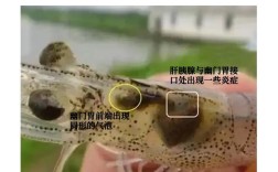 对虾养殖如何高效防病害？