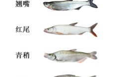 淡水鱼生长最快品种是哪种？