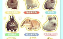 兔子的主要品种和图片