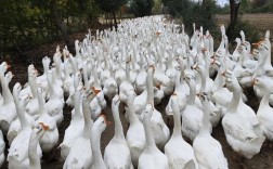 皖西白鹅养殖技术视频怎么学？