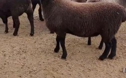 福建养羊，什么品种最合适？