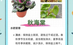 海棠花哪个品种更值得养？