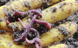 经济效益好的蚯蚓品种有哪些？