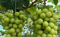 北方哪种葡萄最耐寒？