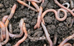 蚯蚓养殖视频全集，从入门到精通怎么学？