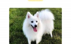 什么品种狐狸最适合当宠物饲养？