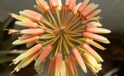 芦荟花品种究竟有多少种？