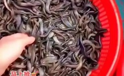 泥鳅种苗价格多少钱一斤？