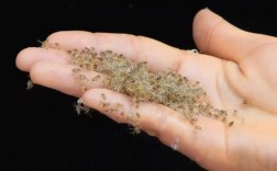 大闸蟹苗养殖技术要点有哪些？