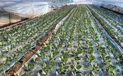 大棚菜花种植技术视频