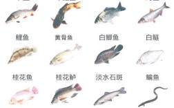 常见淡水鱼品种有哪些？