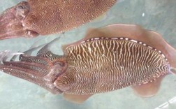 虎斑乌贼淡水养殖技术可行吗？