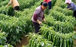 夏季种辣椒视频，关键技巧有哪些？