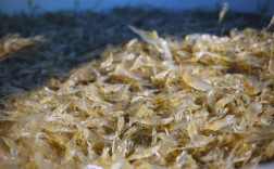 青虾养殖如何实现高产商品？