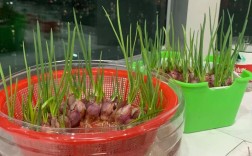 水培大葱在家怎么种？关键步骤有哪些？