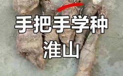 山药长芽后能直接种植吗？