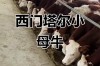 西门塔尔牛犊现在价格多少？