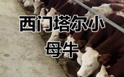西门塔尔牛犊现在价格多少？