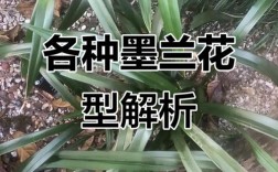 银边墨兰有哪些常见品种？